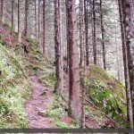In the Forest Above Mayrhofen